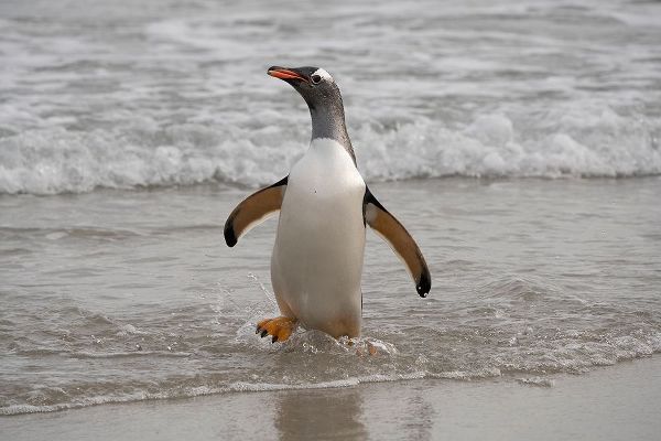Falkland Islands-Grave Cove Gentoo penguin returning from ocean